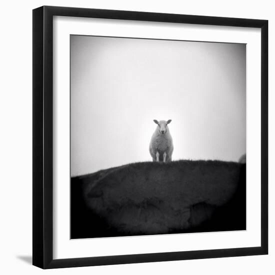 Sheep Standing on Hill Looking Down, Taransay, Outer Hebrides, Scotland, UK-Lee Frost-Framed Photographic Print