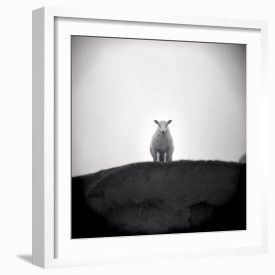 Sheep Standing on Hill Looking Down, Taransay, Outer Hebrides, Scotland, UK-Lee Frost-Framed Photographic Print