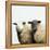 Sheep Standing Side by Side-Adrian Burke-Framed Premier Image Canvas