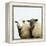 Sheep Standing Side by Side-Adrian Burke-Framed Premier Image Canvas