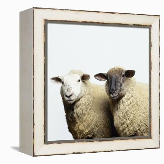 Sheep Standing Side by Side-Adrian Burke-Framed Premier Image Canvas