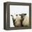 Sheep Standing Side by Side-Adrian Burke-Framed Premier Image Canvas