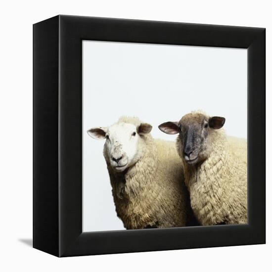 Sheep Standing Side by Side-Adrian Burke-Framed Premier Image Canvas