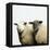 Sheep Standing Side by Side-Adrian Burke-Framed Premier Image Canvas