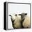 Sheep Standing Side by Side-Adrian Burke-Framed Premier Image Canvas