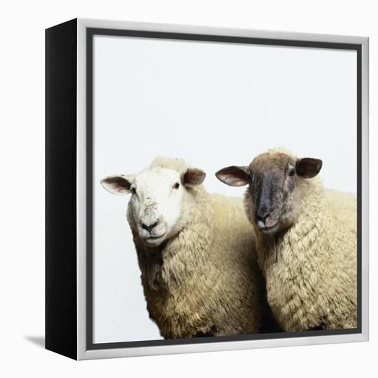 Sheep Standing Side by Side-Adrian Burke-Framed Premier Image Canvas