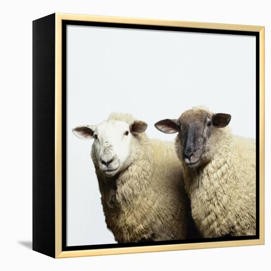 Sheep Standing Side by Side-Adrian Burke-Framed Premier Image Canvas