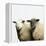 Sheep Standing Side by Side-Adrian Burke-Framed Premier Image Canvas