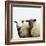 Sheep Standing Side by Side-Adrian Burke-Framed Giclee Print