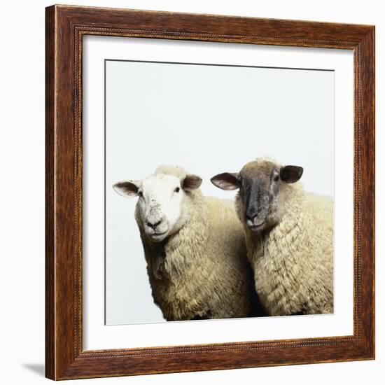 Sheep Standing Side by Side-Adrian Burke-Framed Giclee Print