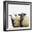 Sheep Standing Side by Side-Adrian Burke-Framed Giclee Print