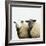 Sheep Standing Side by Side-Adrian Burke-Framed Giclee Print