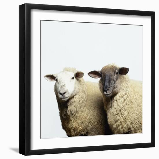 Sheep Standing Side by Side-Adrian Burke-Framed Giclee Print