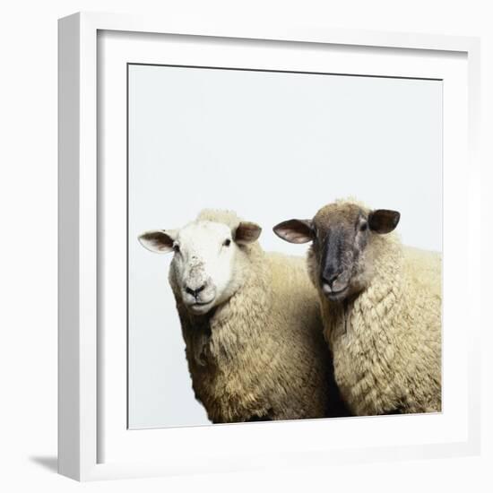 Sheep Standing Side by Side-Adrian Burke-Framed Giclee Print