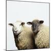 Sheep Standing Side by Side-Adrian Burke-Mounted Giclee Print