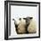 Sheep Standing Side by Side-Adrian Burke-Framed Giclee Print