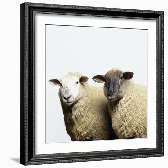 Sheep Standing Side by Side-Adrian Burke-Framed Giclee Print