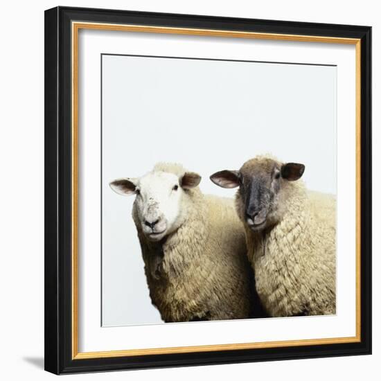 Sheep Standing Side by Side-Adrian Burke-Framed Giclee Print