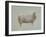 Sheep Strut III-null-Framed Art Print