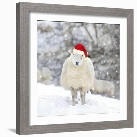 Sheep Texel Ewe in Snow Wearing Christmas Hat-null-Framed Photographic Print