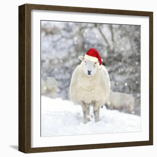 Sheep Texel Ewe in Snow Wearing Christmas Hat-null-Framed Photographic Print