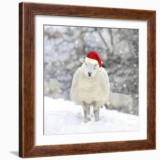 Sheep Texel Ewe in Snow Wearing Christmas Hat-null-Framed Photographic Print