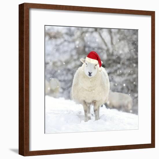 Sheep Texel Ewe in Snow Wearing Christmas Hat-null-Framed Photographic Print
