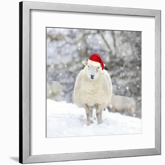 Sheep Texel Ewe in Snow Wearing Christmas Hat-null-Framed Photographic Print