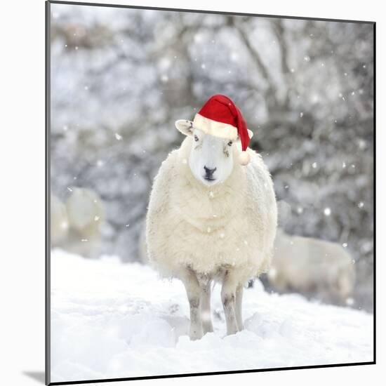 Sheep Texel Ewe in Snow Wearing Christmas Hat-null-Mounted Photographic Print