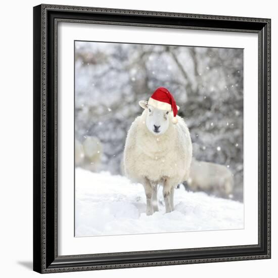 Sheep Texel Ewe in Snow Wearing Christmas Hat-null-Framed Photographic Print