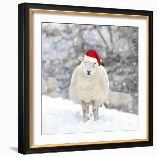 Sheep Texel Ewe in Snow Wearing Christmas Hat-null-Framed Photographic Print