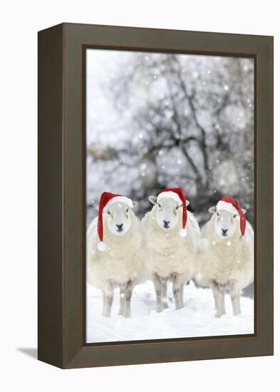 Sheep Texel Ewes in Snow Wearing Christmas Hats-null-Framed Premier Image Canvas