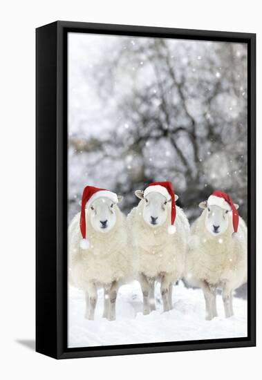 Sheep Texel Ewes in Snow Wearing Christmas Hats-null-Framed Premier Image Canvas