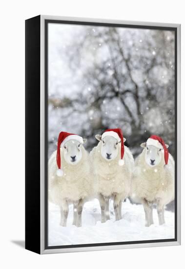 Sheep Texel Ewes in Snow Wearing Christmas Hats-null-Framed Premier Image Canvas