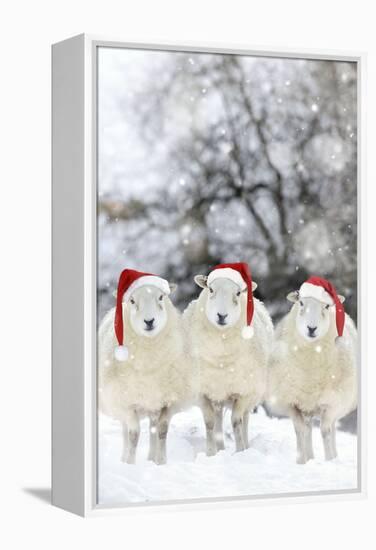 Sheep Texel Ewes in Snow Wearing Christmas Hats-null-Framed Premier Image Canvas