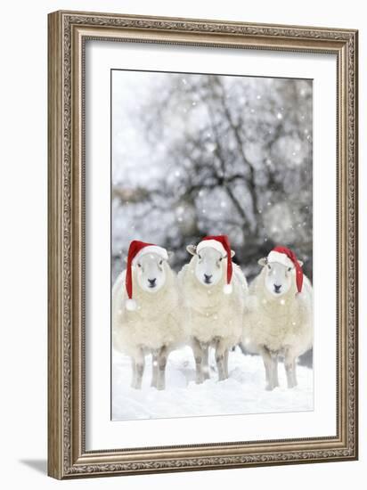 Sheep Texel Ewes in Snow Wearing Christmas Hats-null-Framed Photographic Print