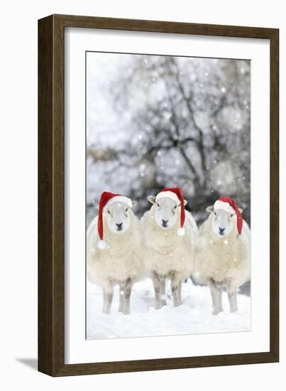 Sheep Texel Ewes in Snow Wearing Christmas Hats-null-Framed Photographic Print