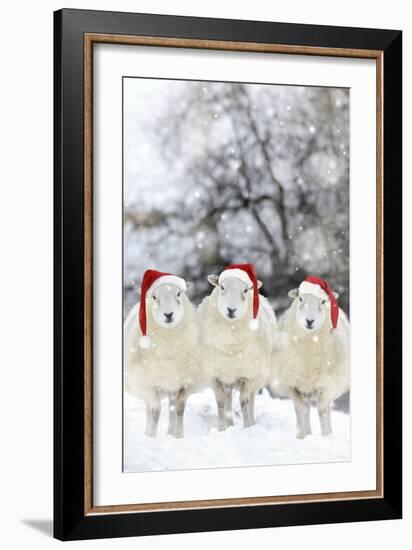 Sheep Texel Ewes in Snow Wearing Christmas Hats-null-Framed Photographic Print