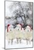 Sheep Texel Ewes in Snow Wearing Christmas Hats-null-Mounted Photographic Print