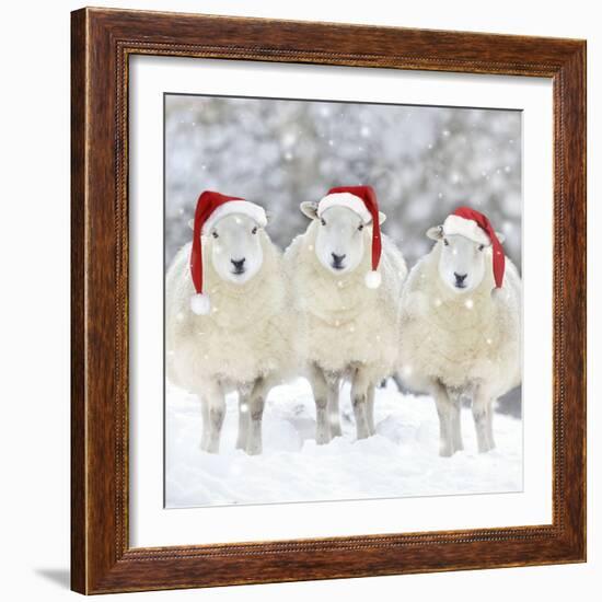 Sheep Texel Ewes in Snow Wearing Christmas Hats-null-Framed Photographic Print