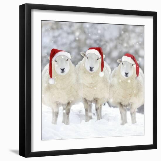 Sheep Texel Ewes in Snow Wearing Christmas Hats-null-Framed Photographic Print