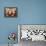 Sheep Tick, SEM-Steve Gschmeissner-Framed Premier Image Canvas displayed on a wall