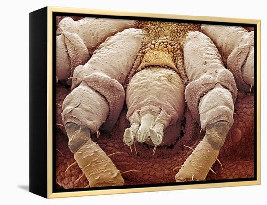 Sheep Tick, SEM-Steve Gschmeissner-Framed Premier Image Canvas