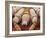 Sheep Tick, SEM-Steve Gschmeissner-Framed Photographic Print