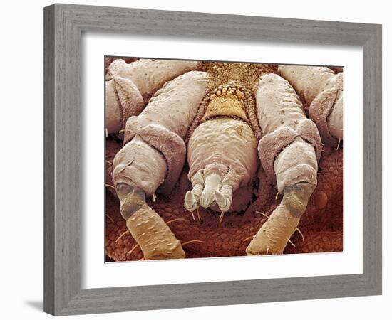 Sheep Tick, SEM-Steve Gschmeissner-Framed Photographic Print
