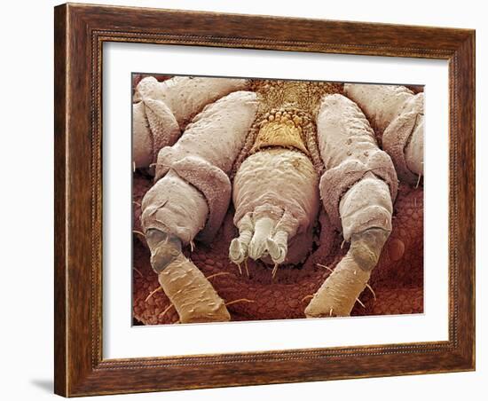 Sheep Tick, SEM-Steve Gschmeissner-Framed Photographic Print