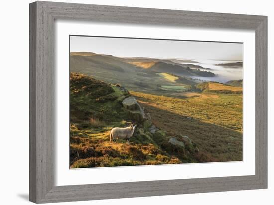 Sheep, valley with temperature inversion fog, Stanage Edge, Peak District Nat'l Park, England-Eleanor Scriven-Framed Photographic Print