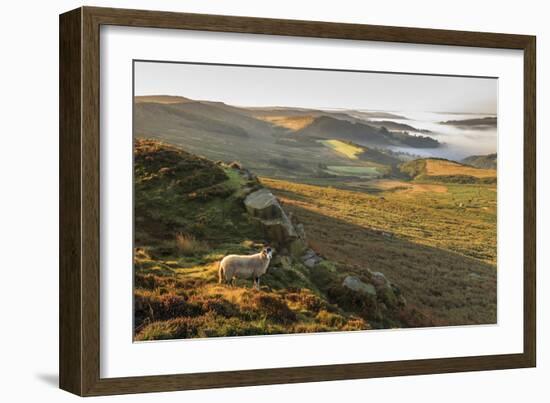 Sheep, valley with temperature inversion fog, Stanage Edge, Peak District Nat'l Park, England-Eleanor Scriven-Framed Photographic Print