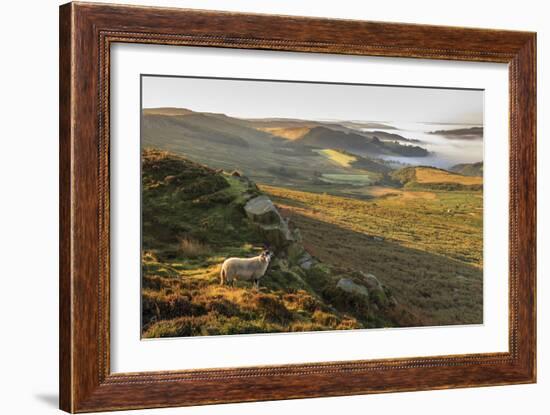 Sheep, valley with temperature inversion fog, Stanage Edge, Peak District Nat'l Park, England-Eleanor Scriven-Framed Photographic Print