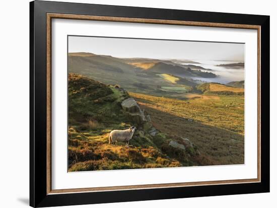 Sheep, valley with temperature inversion fog, Stanage Edge, Peak District Nat'l Park, England-Eleanor Scriven-Framed Photographic Print